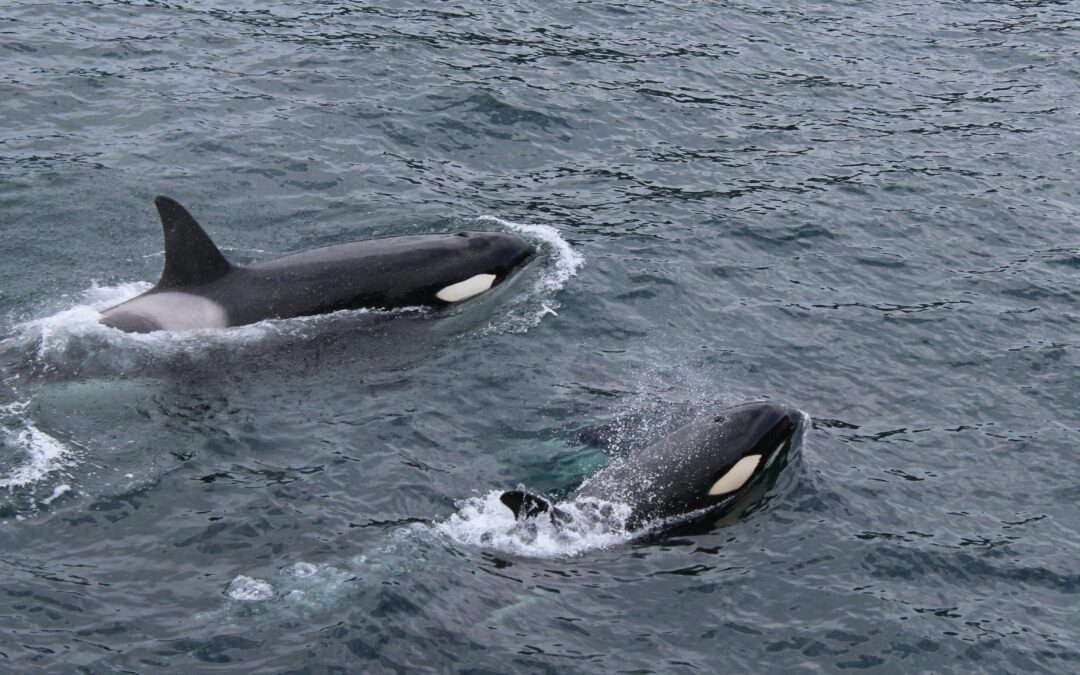 Cómo actuar en caso de interacción cas candorcas
