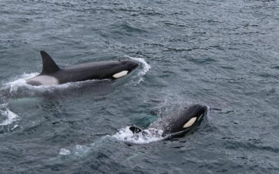 Cómo actuar en caso de interacción cas candorcas